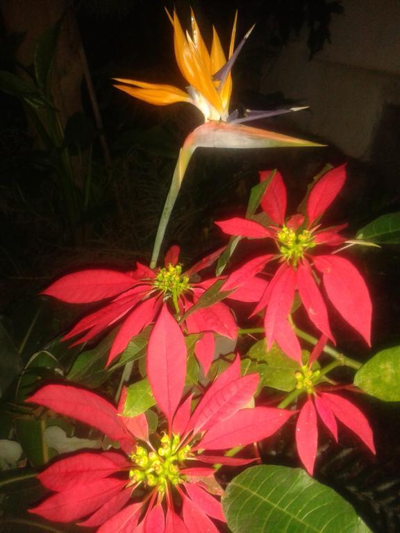Finca Las Palmeras 이코드레로스비노스 외부 사진