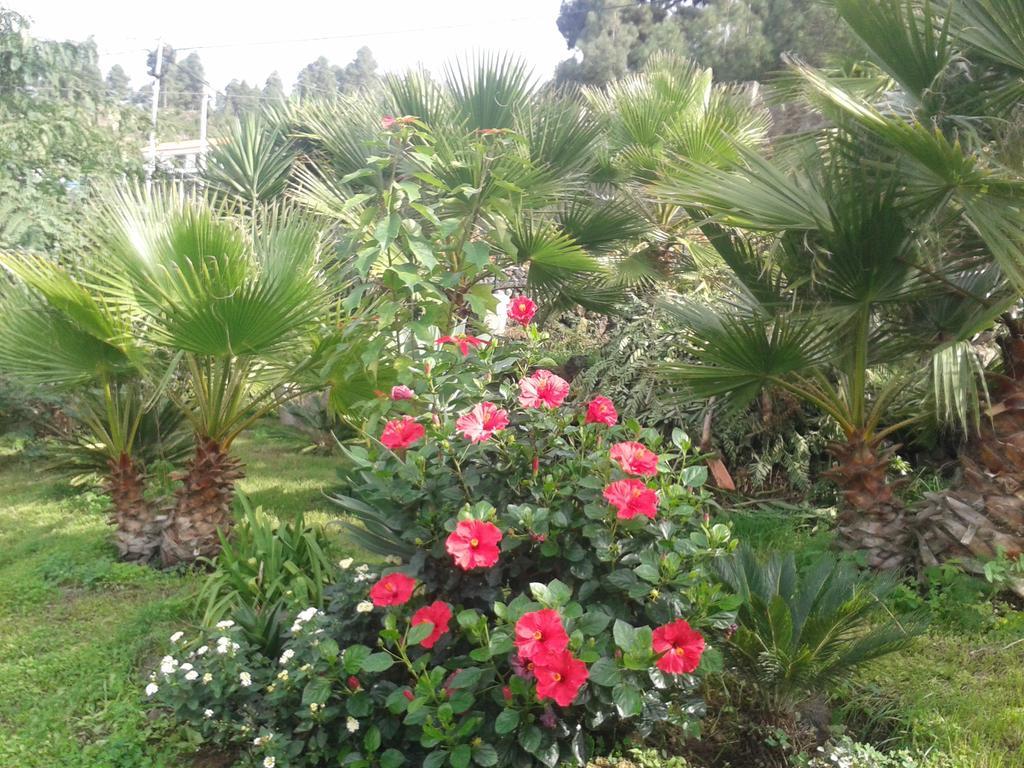 Finca Las Palmeras 이코드레로스비노스 외부 사진