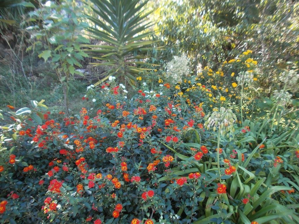 Finca Las Palmeras 이코드레로스비노스 객실 사진