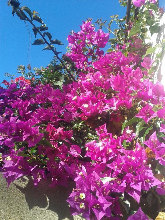 Finca Las Palmeras 이코드레로스비노스 객실 사진