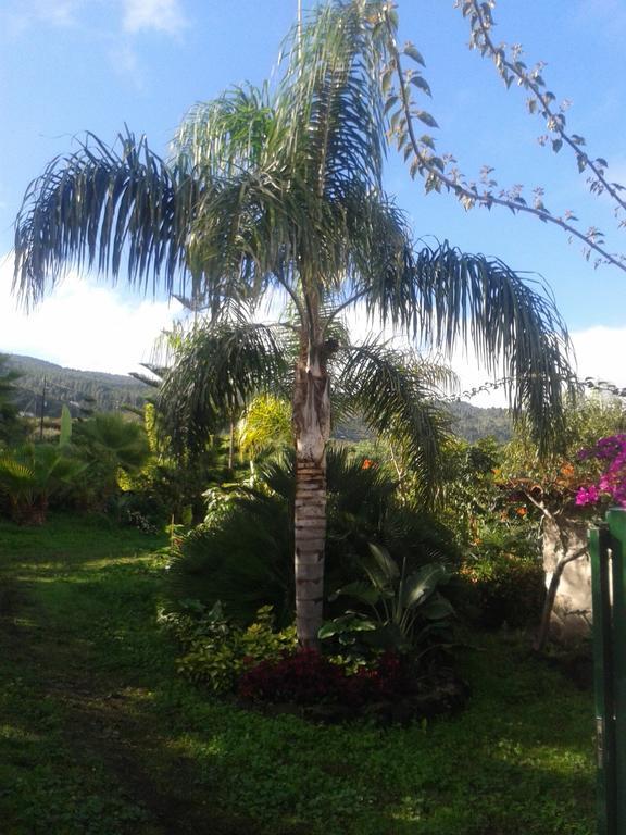 Finca Las Palmeras 이코드레로스비노스 객실 사진