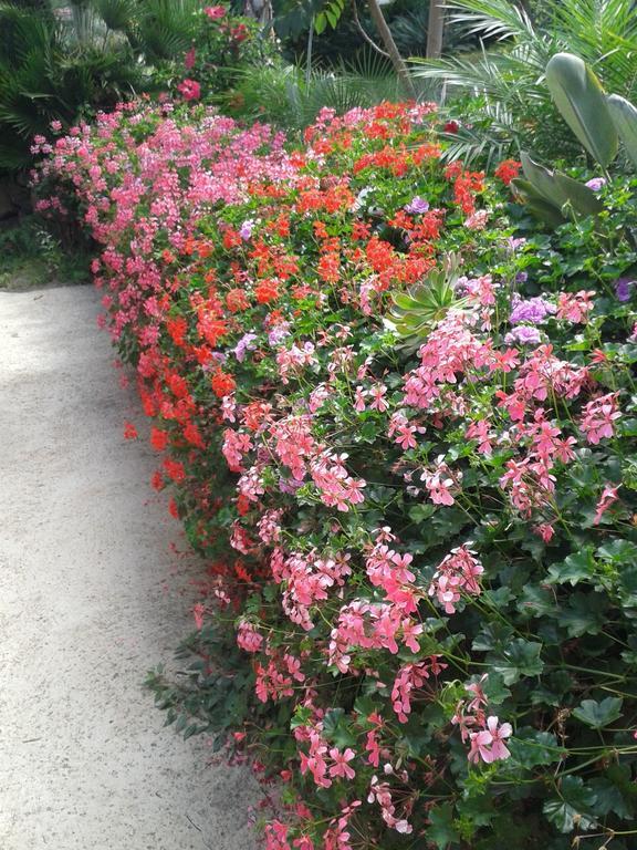 Finca Las Palmeras 이코드레로스비노스 객실 사진