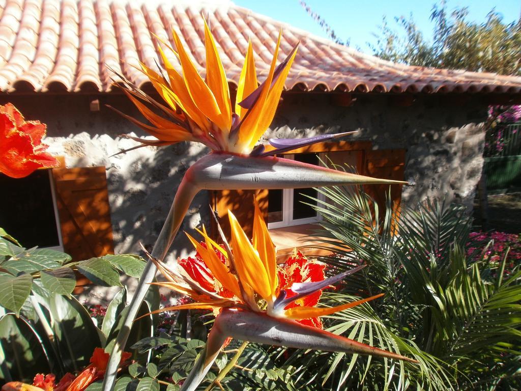 Finca Las Palmeras 이코드레로스비노스 외부 사진