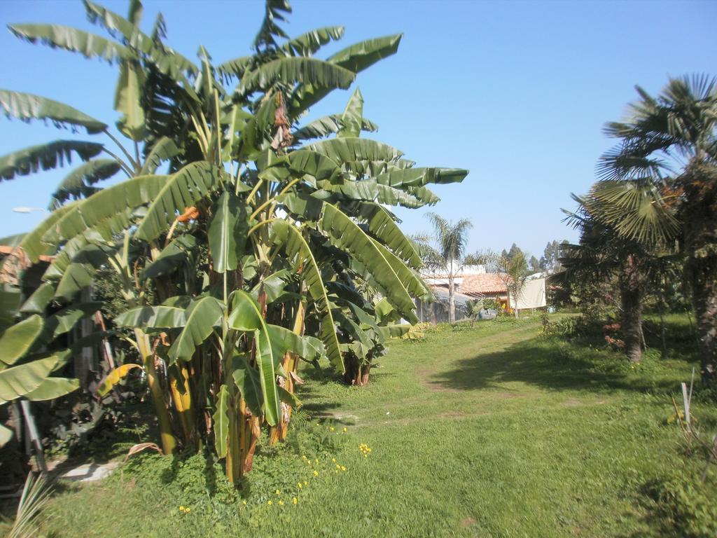Finca Las Palmeras 이코드레로스비노스 객실 사진