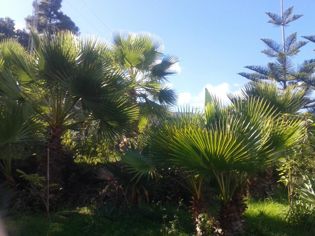 Finca Las Palmeras 이코드레로스비노스 외부 사진
