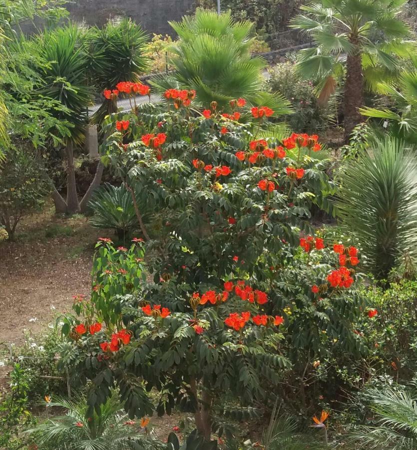 Finca Las Palmeras 이코드레로스비노스 외부 사진