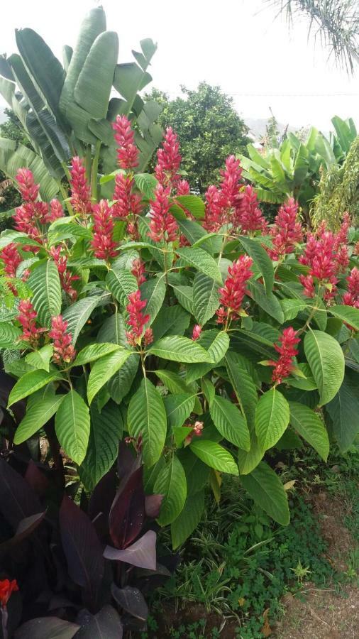 Finca Las Palmeras 이코드레로스비노스 외부 사진