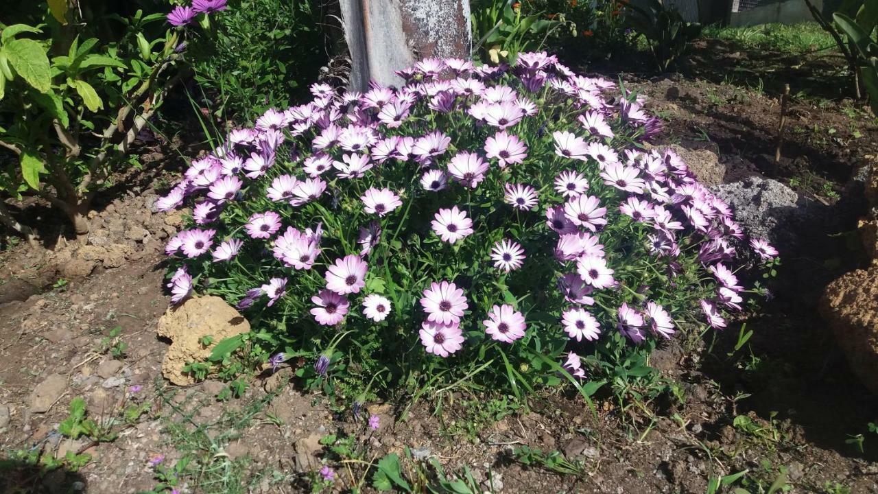 Finca Las Palmeras 이코드레로스비노스 외부 사진