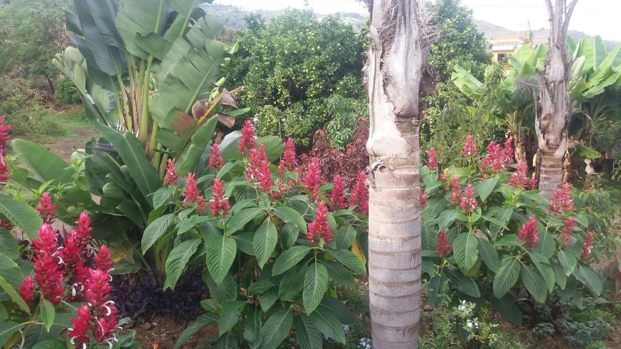 Finca Las Palmeras 이코드레로스비노스 외부 사진