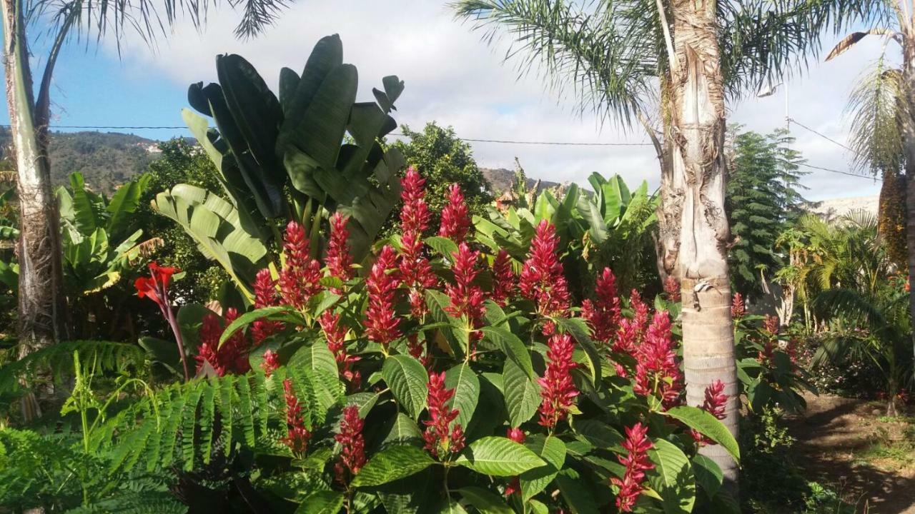 Finca Las Palmeras 이코드레로스비노스 외부 사진