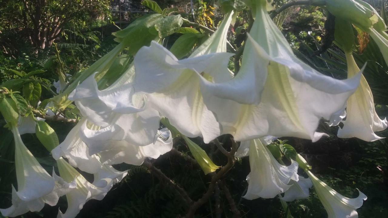 Finca Las Palmeras 이코드레로스비노스 외부 사진